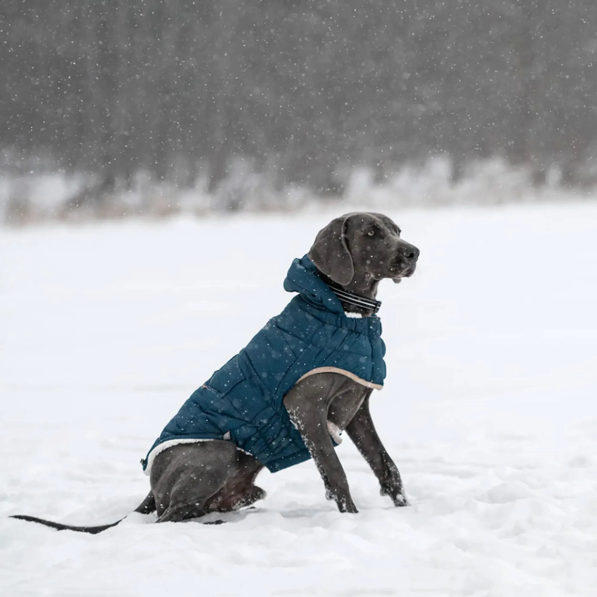 GF Pet ElastoFit Nordic Parka InFiber Tech - Dark Teal