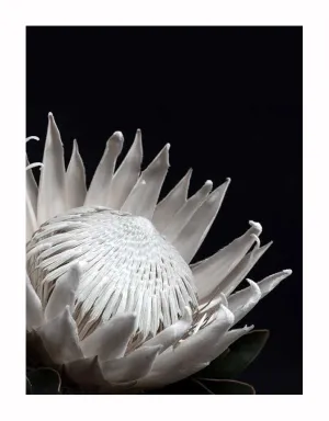 White Protea Unframed Art Print